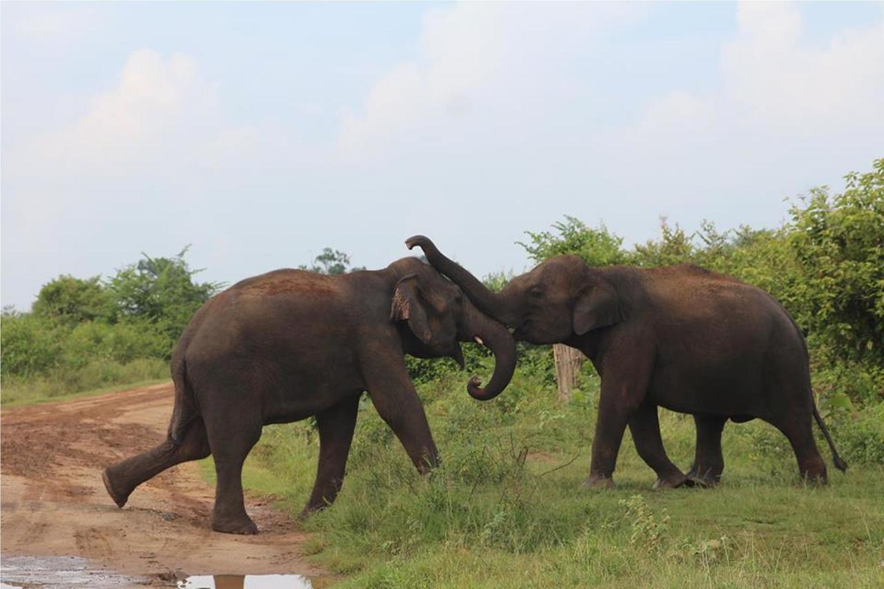 Greenwood Udawalawa Safari Resort Udawalawe Luaran gambar